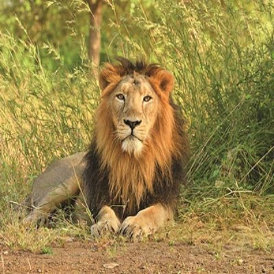 Gir National Park